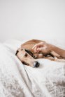 Mão humana tocando espanhol galgo relaxante na cama confortável em casa aconchegante — Fotografia de Stock