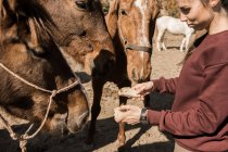 Досить молода жінка посміхається і годує красивого коня в сонячний день в сільській місцевості — стокове фото
