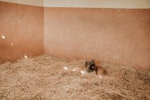 Cão engraçado deitado no monte de feno fresco dentro do estábulo no rancho — Fotografia de Stock