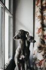 Adorable grey Spanish greyhounds looking through window while sitting behind window at home — Stock Photo