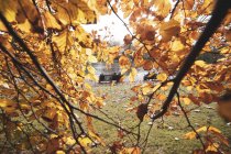Ramoscelli con foglie gialle e panchina con persone vicino al lago in parco — Foto stock