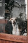 Adorable Spanish greyhound sitting behind window at home — Stock Photo