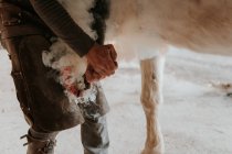 Неузнаваемый кузнец кладет горячую подкову на копыто белой лошади на ранчо — стоковое фото
