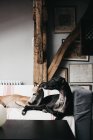 Cães galgos espanhóis bonitos relaxando no sofá confortável em casa aconchegante — Fotografia de Stock