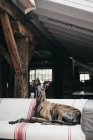 Cão cinzento espanhol marrom bonito relaxante no sofá confortável em casa aconchegante — Fotografia de Stock