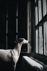 Adorável preto e branco galgo espanhol olhando através da janela em casa — Fotografia de Stock