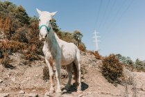 Дивовижний білий кінь стоїть на схилі пагорба на фоні безхмарного блакитного неба в сонячний день в сільській місцевості — стокове фото
