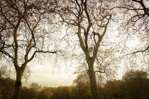 Ветви деревьев в природе и облачное небо — стоковое фото