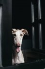 Spanischer Windhund schaut durch Fenster mit herausgestreckter Zunge — Stockfoto