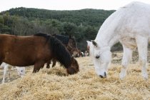 Gruppo di bellissimi cavalli che mangiano erba secca mentre si trovano in un meraviglioso prato nella giornata autunnale — Foto stock