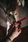 Cute Spanish greyhound biting and pulling toy from hand of anonymous owner at home — Stock Photo