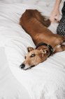 Cute brown Spanish greyhound relaxing on comfortable bed at cozy home near human — Stock Photo