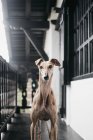 Cão cinzento espanhol bonito em pé na varanda e olhando para a câmera — Fotografia de Stock