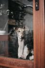 Adorabile levriero spagnolo seduto dietro la finestra di casa — Foto stock