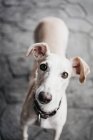White Spanish greyhound standing on pavement on street and looking at camera — Stock Photo