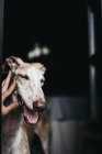 Menschliche Hand streichelt spanischen Windhund auf dunklem, verschwommenem Hintergrund — Stockfoto