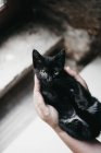 De acima mencionadas mãos de pessoa irreconhecível que mantém o pequeno gatinho preto sobre passos na rua — Fotografia de Stock