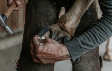 Hombre adulto irreconocible usando cuchillo para eliminar la suciedad de la pezuña del caballo en el rancho - foto de stock