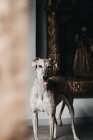 Niedlicher spanischer Windhund steht auf verschwommenem, dunklem Hintergrund — Stockfoto