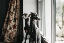 Adorables galgos españoles grises sentados en el alféizar de la ventana en casa - foto de stock
