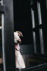 Chien-gris espagnol regardant par la fenêtre avec la bouche ouverte — Photo de stock
