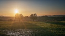 Vue panoramique de champs verdoyants sans fin avec des arbres au coucher du soleil, Italie — Photo de stock