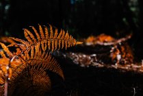 Feuilles sèches de fougère poussant sur fond flou de forêt sombre — Photo de stock