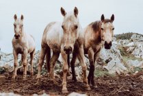 Обробка коней на полі сухою травою біля гір — стокове фото