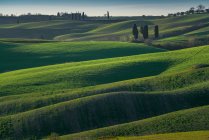 Вид нескінченних зелених полів у яскравому сонячному світлі, Італія — стокове фото