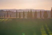 Bosquet de cyprès verts dans un champ désert isolé au coucher du soleil, Italie — Photo de stock