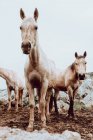 Cavalos pastando no campo com grama seca perto de montanhas — Fotografia de Stock