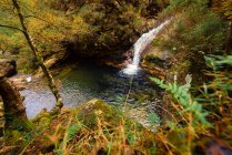 Pequeño río y cascada que fluye en verde oscuro hermoso bosque. - foto de stock