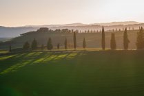 Grove of green cypresses in remote empty field at sunset, Italy — Stock Photo