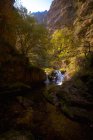 Pequeño río que fluye en verde oscuro hermoso bosque. - foto de stock