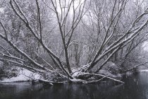 Річка тече між сніговим зимовим лісом — стокове фото