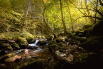 Pequeno rio que flui na floresta bonita escura verde. — Fotografia de Stock