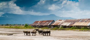 Terreni agricoli tropicali con tori sul campo contro cielo nuvoloso con montagne, Cambogia — Foto stock