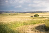 Terreno rural con campos dorados bajo cielo nublado - foto de stock