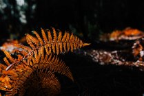 Folhas secas de samambaia crescendo no fundo turvo da floresta escura — Fotografia de Stock