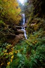Kleiner Fluss und Wasserfall fließen in grünen dunklen schönen Wald. — Stockfoto
