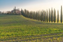 Ландшафт гаї зелених кипарисів у віддаленому порожньому полі, Італія — стокове фото