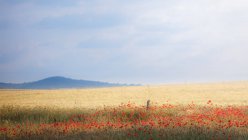 Mezclando hierba alta en el campo rural y flores bajo el cielo nublado - foto de stock