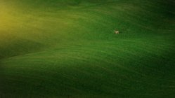 Paysage de champs verts majestueux avec des cerfs de pâturage, Toscane, Italie — Photo de stock