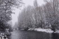 Річка тече між сніговим зимовим лісом — стокове фото
