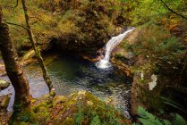 Pequeno rio e cachoeira fluindo em verde escuro bela floresta. — Fotografia de Stock