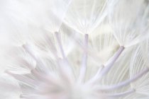 Close-up de estame branco macio delicado — Fotografia de Stock