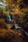 Petite rivière et cascade coulant dans une forêt verte sombre et belle. — Photo de stock