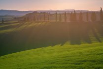 Landscape of grove of green tall cypresses in remote empty field at sunset, Italy — Stock Photo