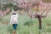 Невизначена жінка з рюкзаком, що йде біля квітучого дерева з рожевими квітами у весняній сільській місцевості — стокове фото