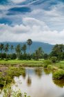 Bella vista del torrente fluente tra lussureggiante vegetazione tropicale verde contro cielo nuvoloso, Cambogia — Foto stock